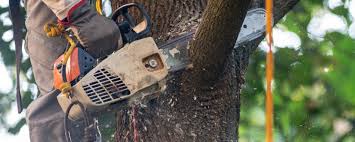 Professional Tree Care in Muncy, PA