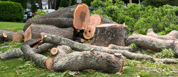 How Our Tree Care Process Works  in  Muncy, PA