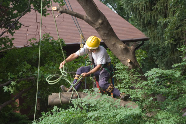 Leaf Removal in Muncy, PA