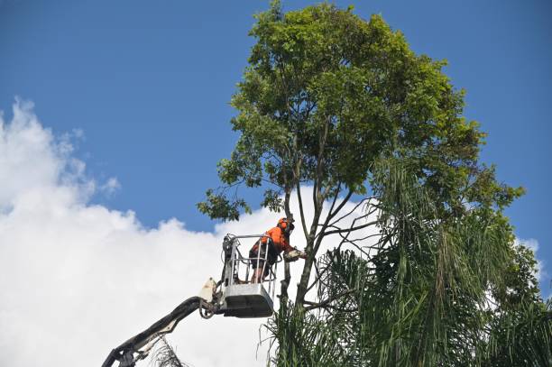 Best Commercial Tree Services  in Muncy, PA