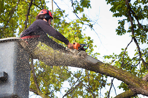 Best Root Management and Removal  in Muncy, PA